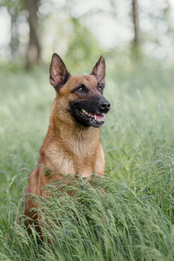 Belgian Shepherd Malinois running on the grass. Summertime. Happy dog on the walk