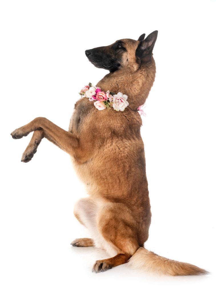 belgian shepherd malinois