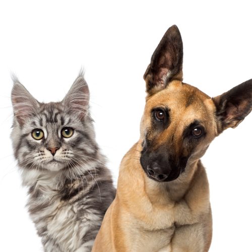 Close-up of a Belgian Shepherd Dog and a cat